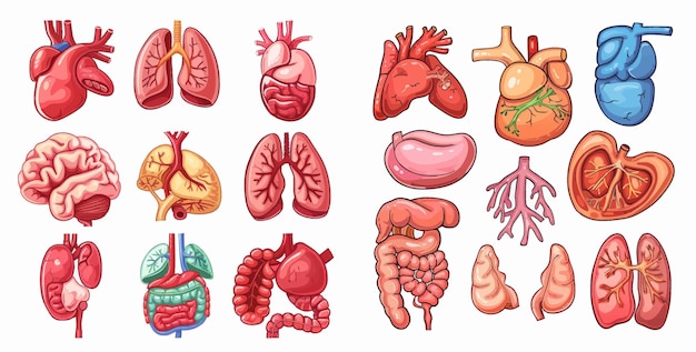 Vector organos humanos de dibujos animados corazón hígado estómago pulmones útero cerebro y sistema reproductivo