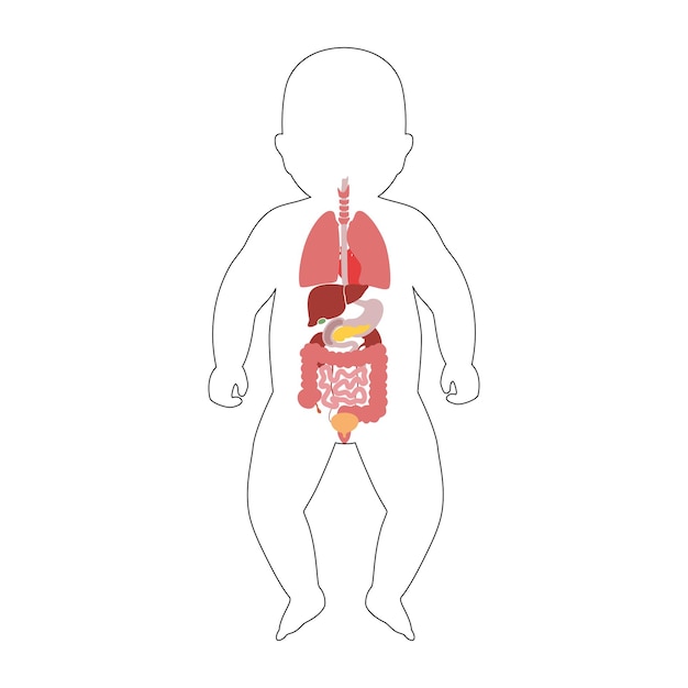 Vector Órganos internos del bebé