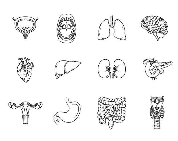 Órganos internos conjunto de iconos médicos vectoriales