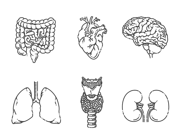 Órganos internos Conjunto de iconos médicos vectoriales