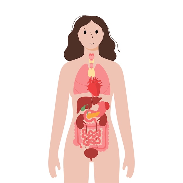 Órganos internos en el cuerpo femenino