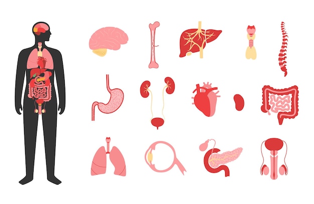Órganos internos en el cuerpo del hombre. Cerebro, estómago, corazón, riñón, testículos y otros órganos