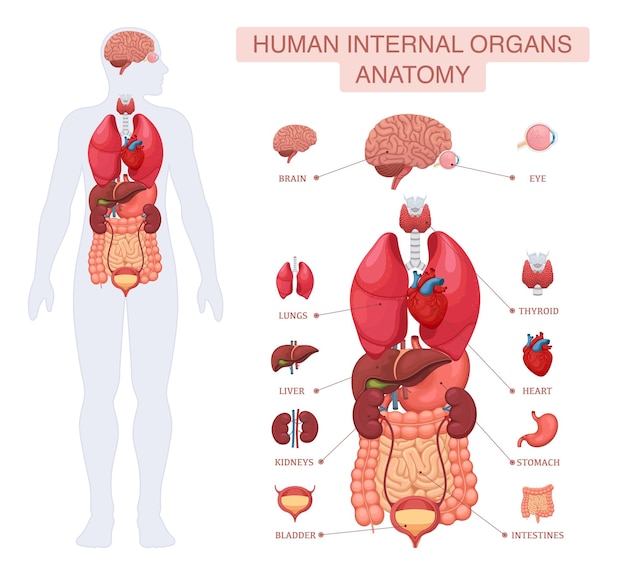 Organos internos del cuerpo humano anatomía infografía vectorial con nombres de cerebro pulmones hígado riñones