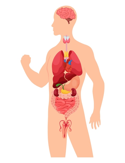 Órganos internos del cuerpo humano Esquema educativo de infografías médicas Concepto de sistema anatómico Vista por sección del cuerpo humano con órganos internos