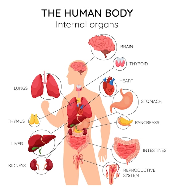 Órganos internos del cuerpo humano información médica gráficos esquema de educación concepto de sistema de anatomía