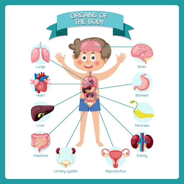 Vector Órganos internos del cuerpo para niños.