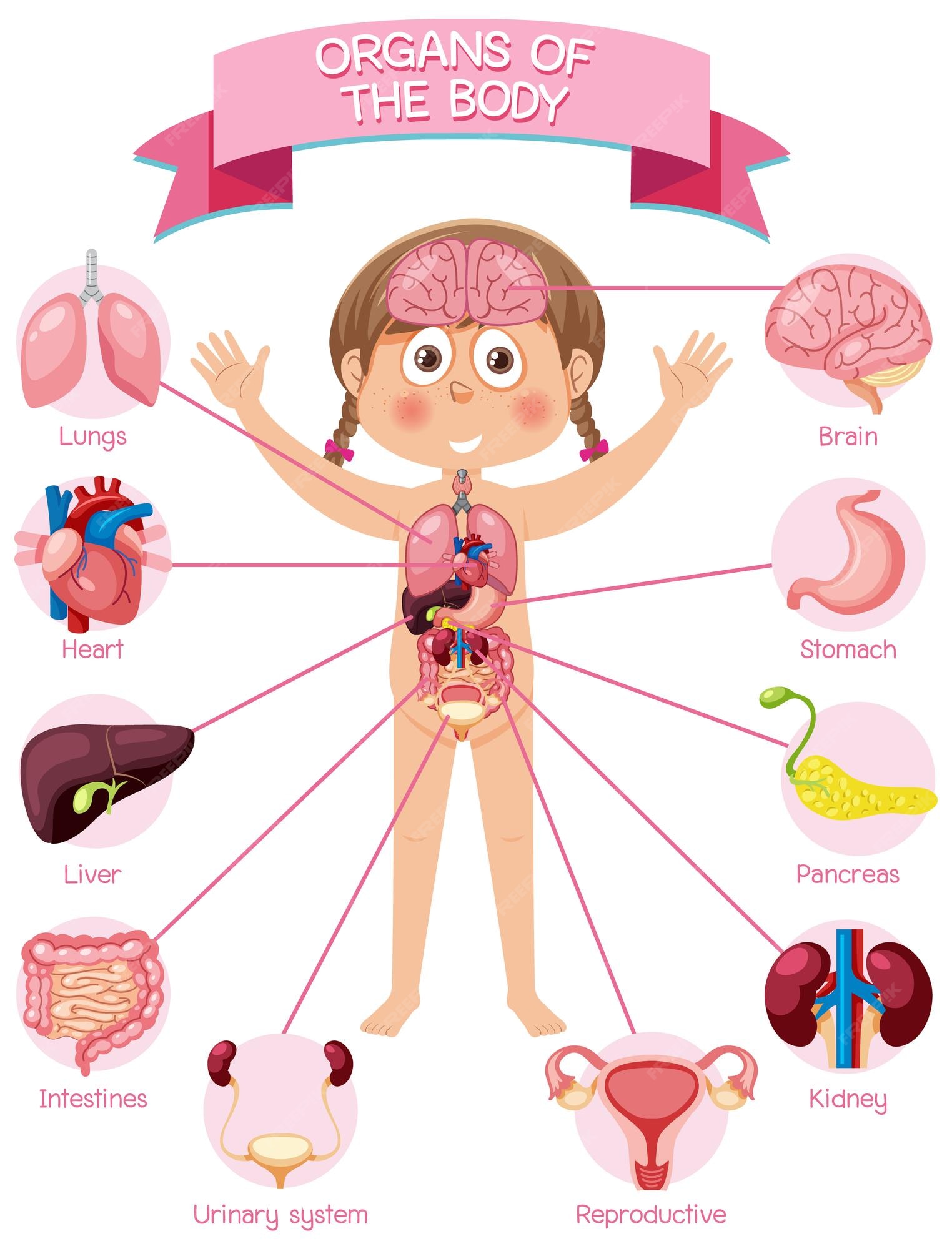 Organos Del Cuerpo Humano Para Ninos - NBKomputer