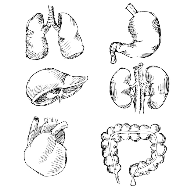 Órganos internos dibujados a mano