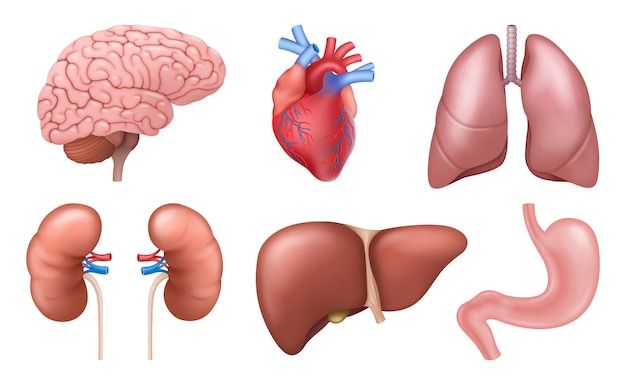 Órganos internos. elementos realistas de la anatomía del cuerpo humano, cerebro, corazón, riñones, hígado, pulmones, estómago