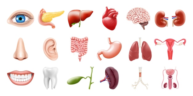 Órganos internos humanos aislados sobre fondo blanco Pulmones riñones estómago intestinos cerebro corazón bazo hígado diente tráquea vesícula biliar ojo Conjunto de iconos vectoriales 3d realistas