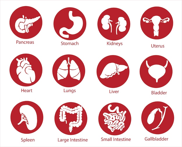 Órganos internos humanos. Dibujo vectorial ilustración aislada. Conjunto de símbolos de anatomía de doodle dibujado a mano