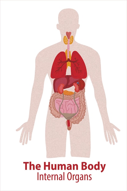 Órganos internos humanos. dibujo vectorial ilustración aislada. conjunto de símbolos de anatomía de doodle dibujado a mano