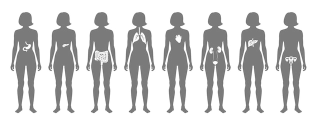Vector Órganos internos humanos en la ilustración aislada del vector plano del cuerpo femenino.
