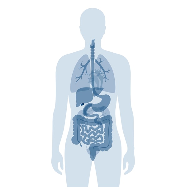 Órganos internos humanos en la ilustración aislada del vector plano del cuerpo masculino. Silueta hombre