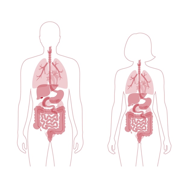 Órganos internos humanos en la ilustración de vector plano de cuerpo masculino y femenino. Siluetas de hombre y mujer