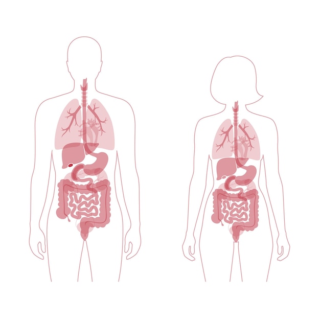 Órganos internos humanos en la ilustración de vector plano de cuerpo masculino y femenino. siluetas de hombre y mujer