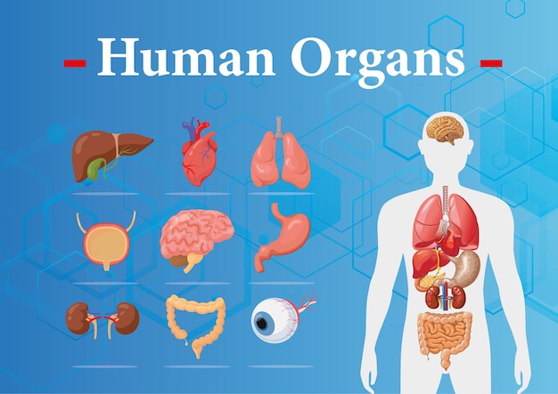 Órganos internos humanos infografía anatomía cuerpo cerebro y riñón hígado y pulmón estómago y corazón