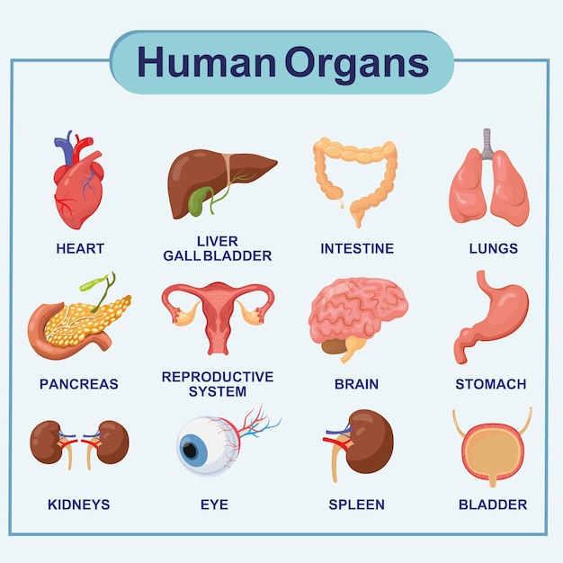 Órganos internos humanos infografía anatomía cuerpo cerebro y riñón hígado y pulmón estómago y corazón