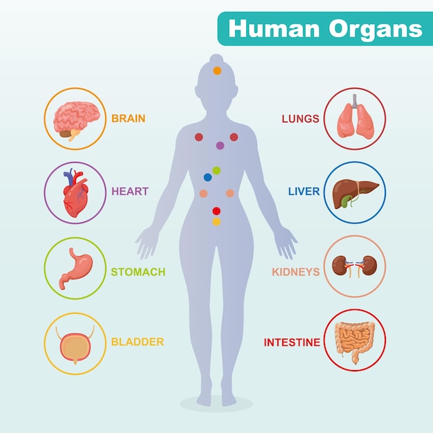 Órganos internos humanos infografía anatomía cuerpo cerebro y riñón hígado y pulmón estómago y corazón