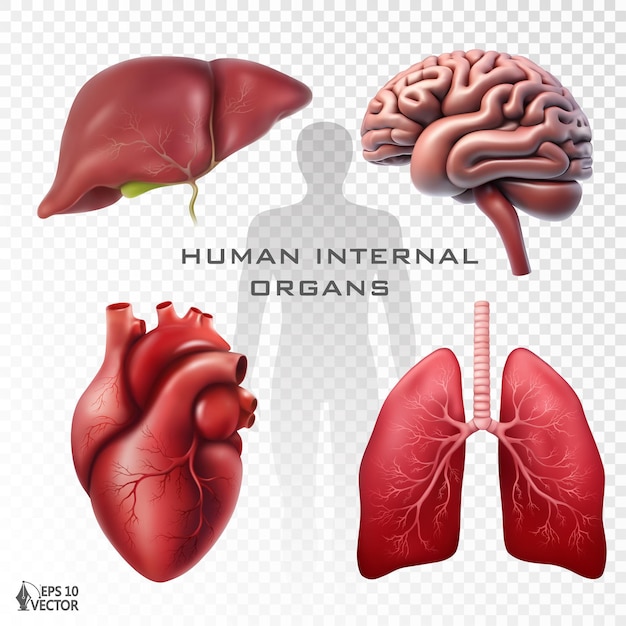 Órganos internos humanos vector ilustración realista conjunto modelos anatómicos icono para sitios web médicos