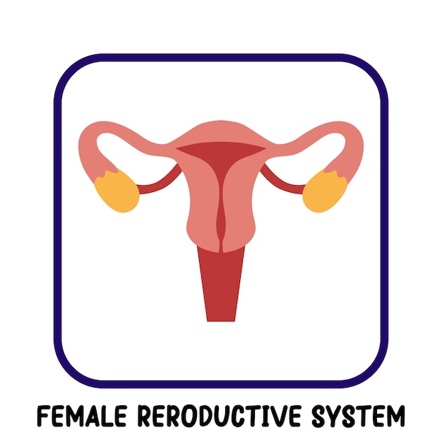 órganos internos humanos vector plano sistema reproductivo femenino