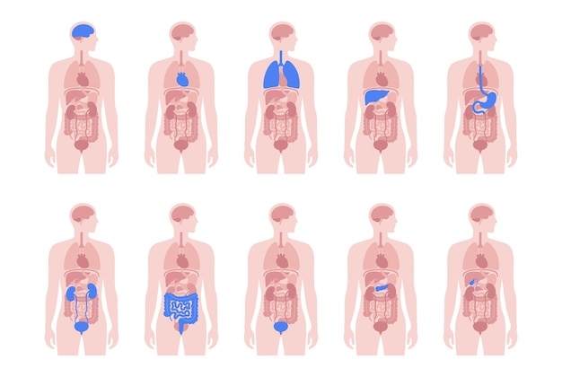 Órganos internos humanos
