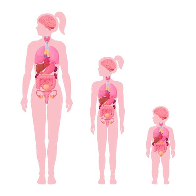 Organos internos infográfico órganos internos femeninos anatomía mujer niña y niño cerebro corazón y sistema reproductivo ubicación en el cuerpo conjunto de ilustraciones vectoriales planas esquema del cuerpo femenino.