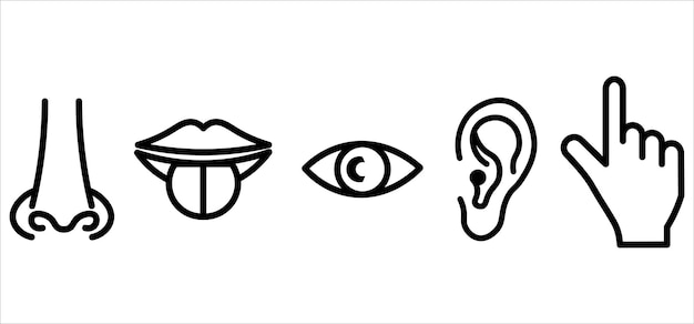 Los órganos de los sentidos el olfato la vista el oído el tacto el sabor el icono el vector el símbolo de la ilustración