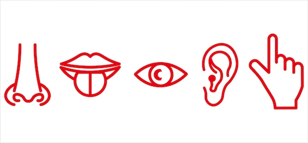 Los órganos de los sentidos el olfato la vista el oído el tacto el sabor el icono el vector el símbolo de la ilustración