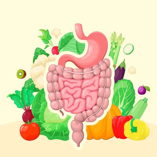 Los órganos del sistema digestivo en el fondo de las verduras y frutas Nutrición adecuada