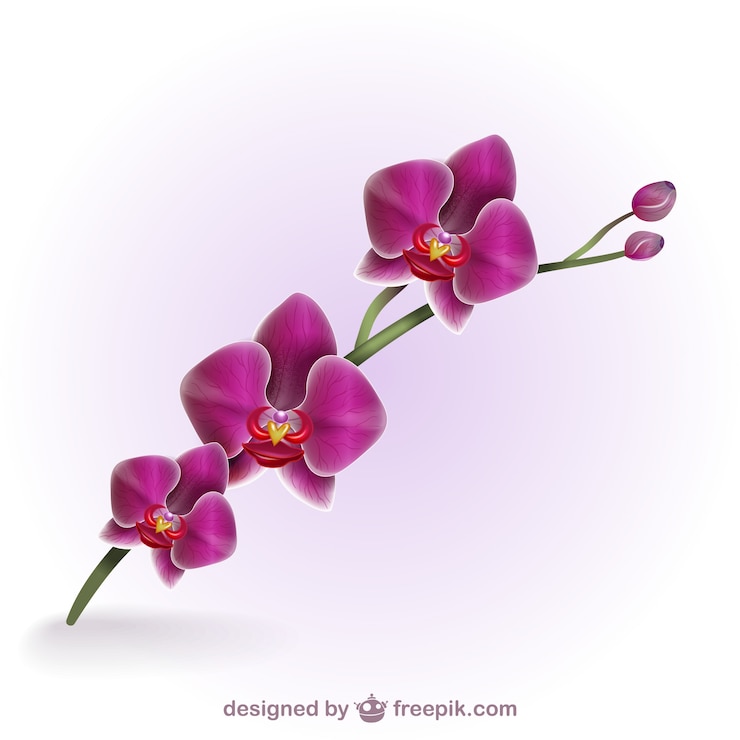 Vector orquídea artística a color