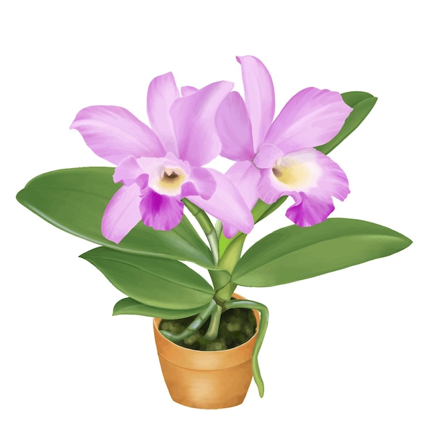 Vector orquídea cattleya trianae flor pintura