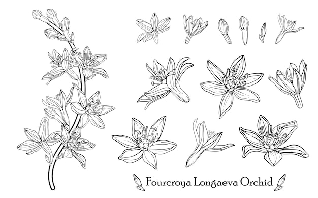 Orquídea fourcroya longaeva