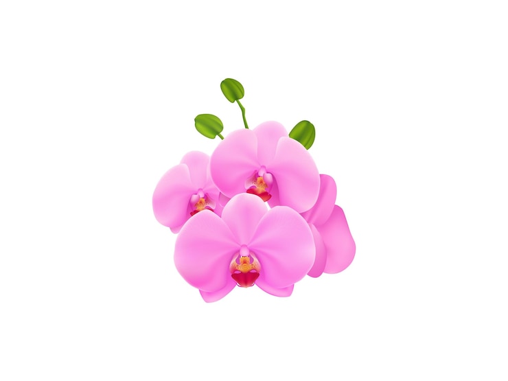 Vector una orquídea rosa y blanca con una hoja verde