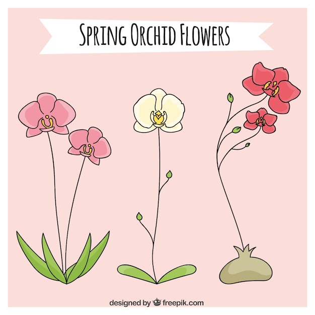 Vector orquídeas de primavera