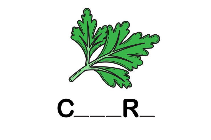 Vector ortografía palabra apio