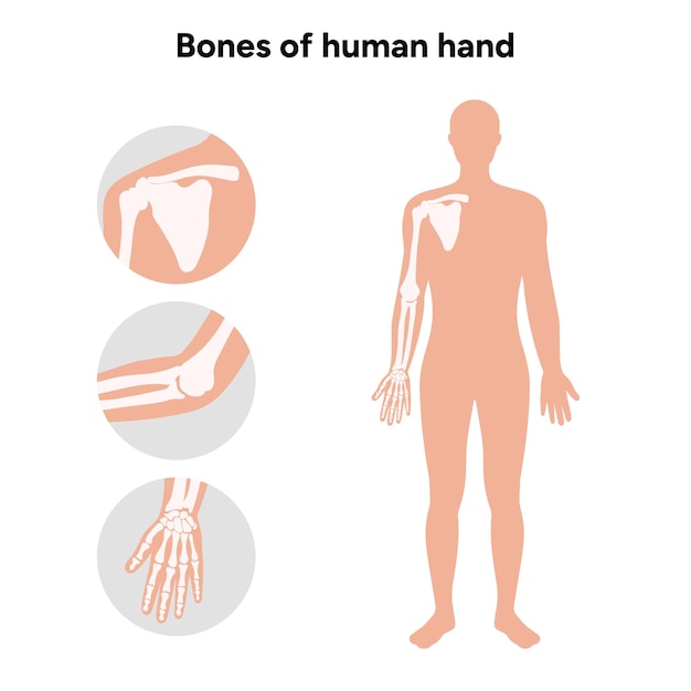 Vector Óso del brazo y la mano humanos