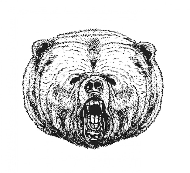 Vector oso dibujo vectorial en blanco