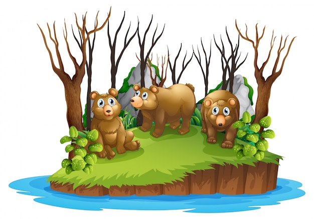 Oso en isla aislada