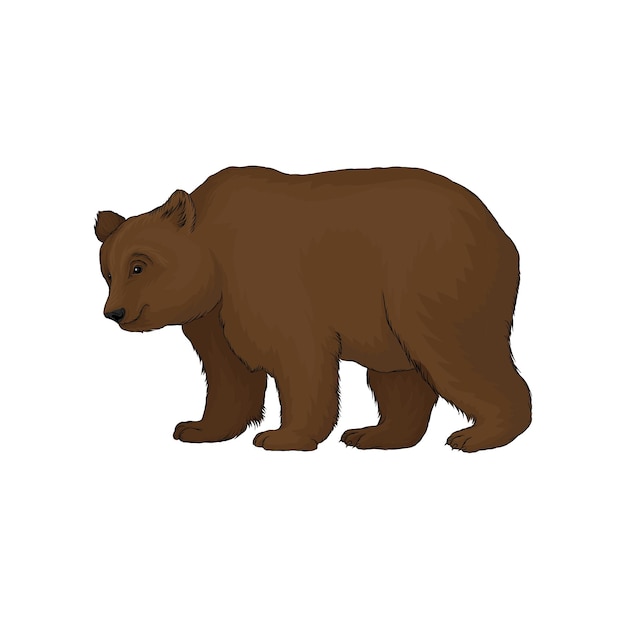 Oso pardo bosque salvaje animal vector ilustración sobre un fondo blanco