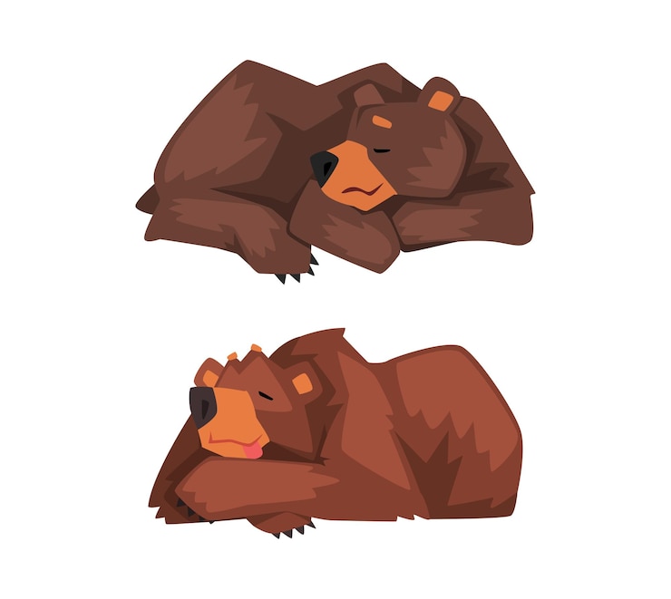 Vector oso pardo salvaje como habitante del bosque que yace y duerme conjunto de vectores