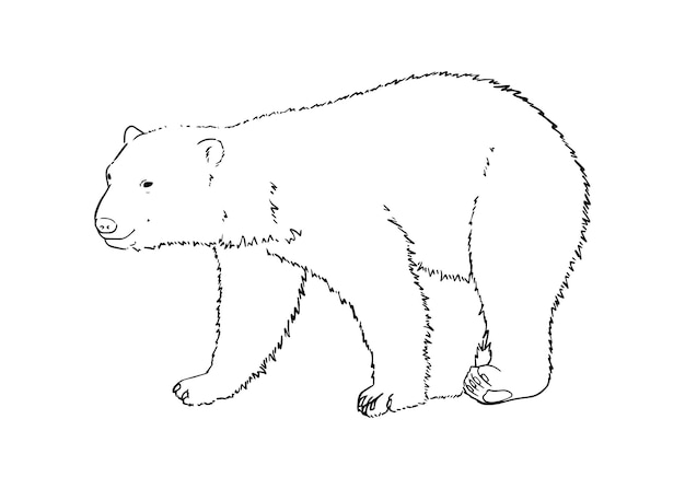 Oso polar blanco animal carnívoro mamífero garabato dibujos animados lineales libro para colorear