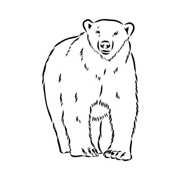 Oso polar ilustración dibujo grabado tinta línea arte vector