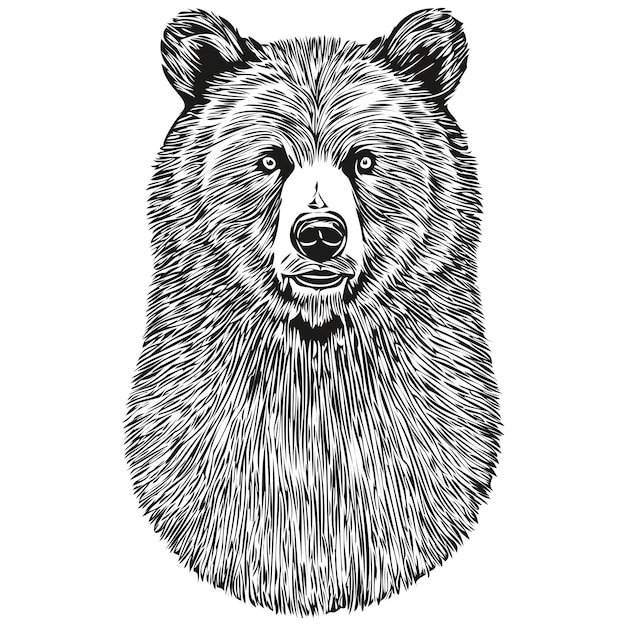 Oso retrato gráfico incompleto de un oso sobre un fondo blanco bruin