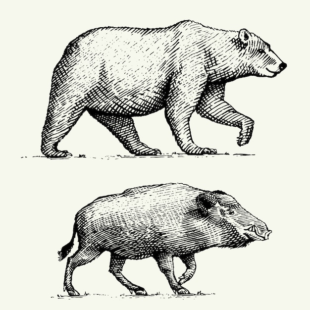 Oso salvaje grizzly y jabalí o cerdo grabado dibujado a mano en estilo antiguo boceto, animales antiguos