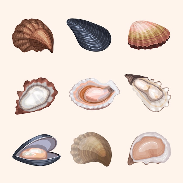 Ostras frescas productos marinos exóticos deliciosos conchas ostras vectores recientes ilustraciones de alimentos