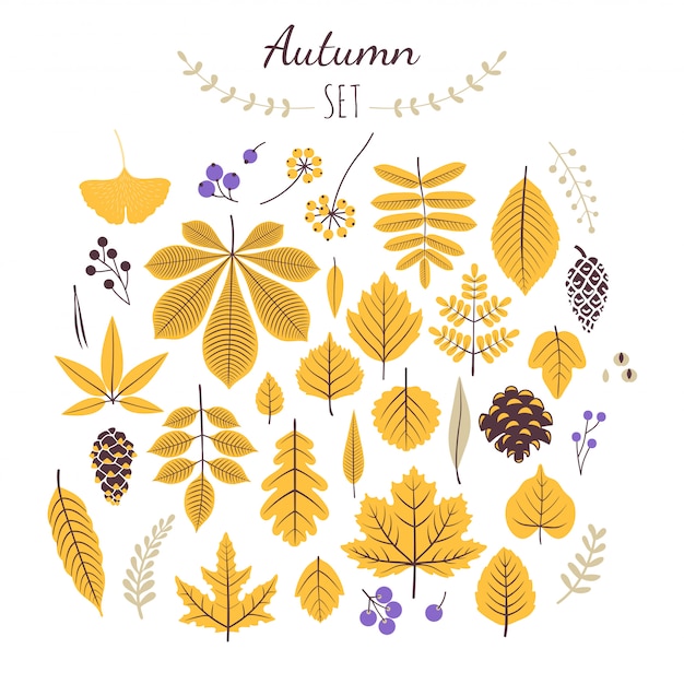 Otoño establece elementos. Hojas de otoño y bayas.