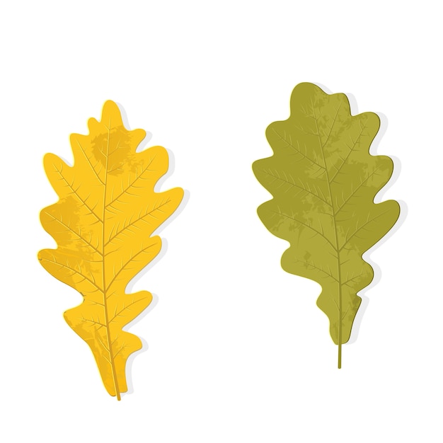 Vector otoño de hojas de roble aisladas sobre un fondo blanco. amarillo y verde oscuro