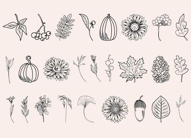Vector otoño líneas botánicas artes dibujadas a mano plantas de otoño flores hojas bellotas calabazas y ramas