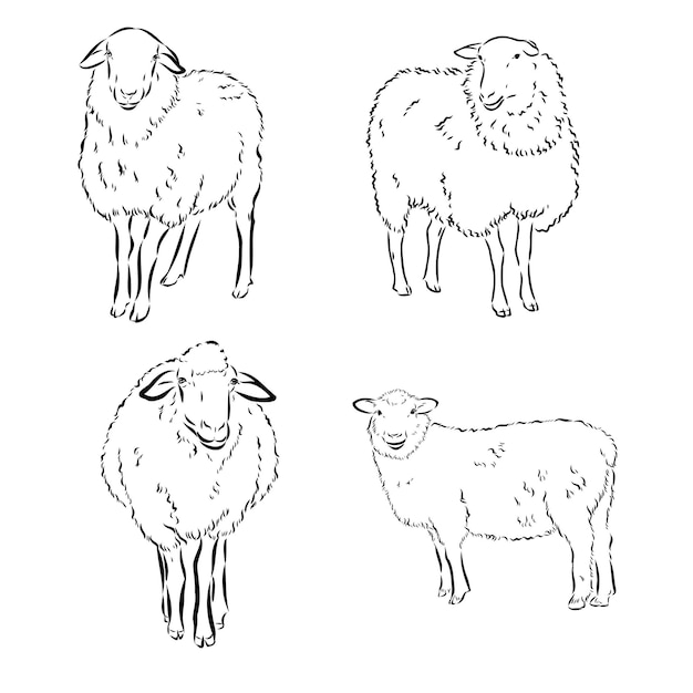 Ovejas en la ilustración de vector de estilo boceto dibujado a mano animales de granja ganado